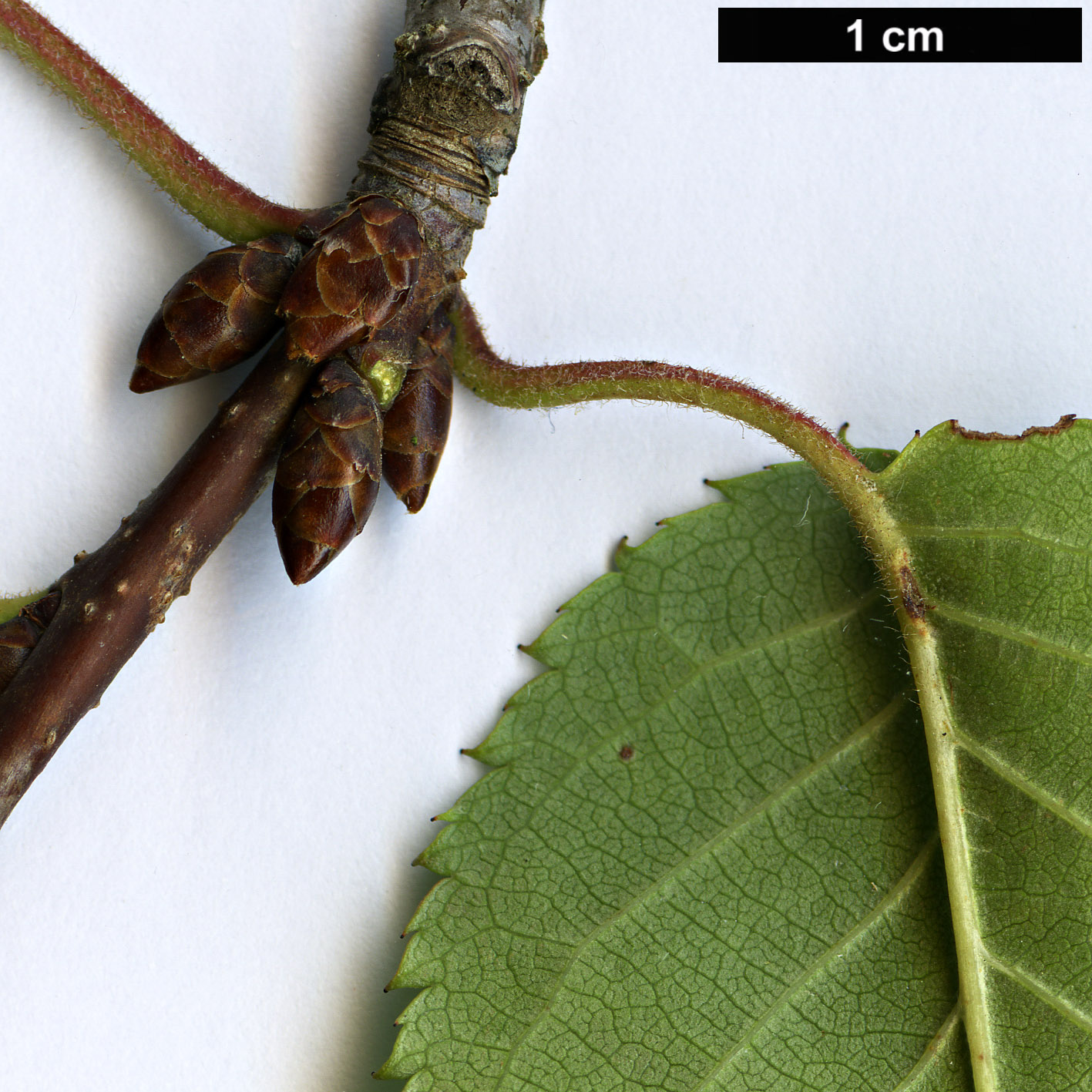 High resolution image: Family: Rosaceae - Genus: Prunus - Taxon: verecunda - SpeciesSub: ’Autumn Glory’